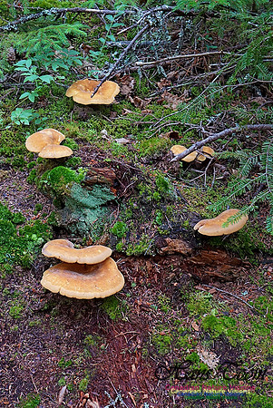 Chignecto National Wildlife Area 2727