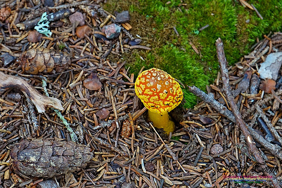 Chignecto National Wildlife Area 2728