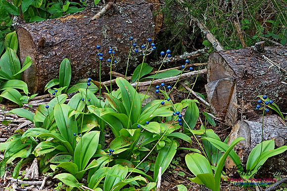 Chignecto National Wildlife Area 2729