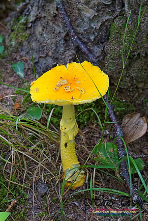 Chignecto National Wildlife Area 2732