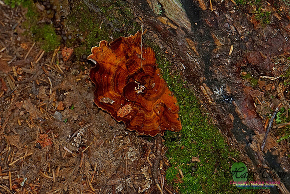 Chignecto National Wildlife Area 2731