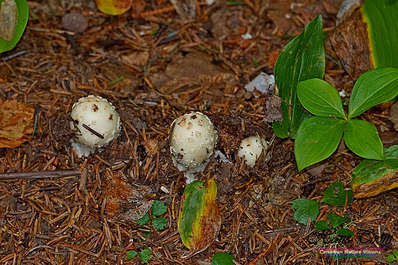 Chignecto National Wildlife Area 2733