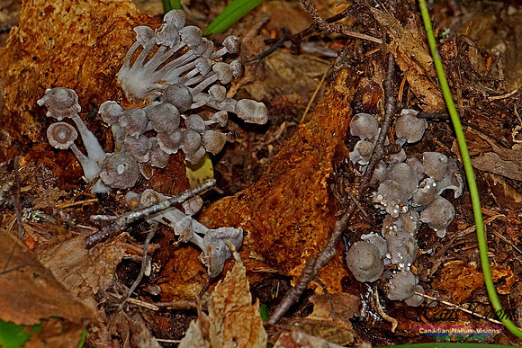 Chignecto National Wildlife Area 2735