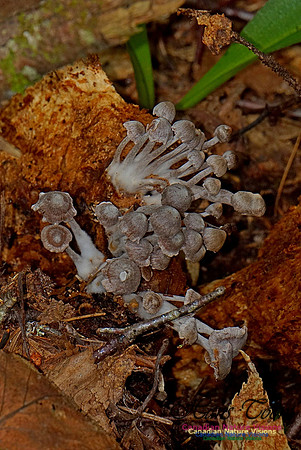 Chignecto National Wildlife Area 2737