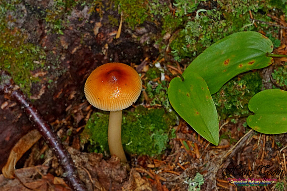 Chignecto National Wildlife Area 2739