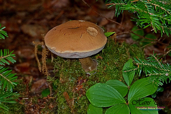 Chignecto National Wildlife Area 2741