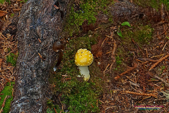 Chignecto National Wildlife Area 2740