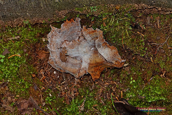 Chignecto National Wildlife Area 2738