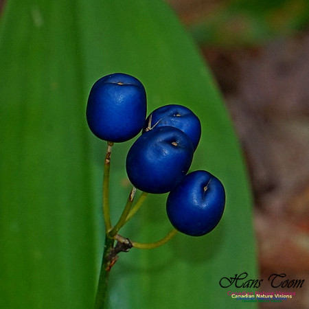 Chignecto National Wildlife Area 2743