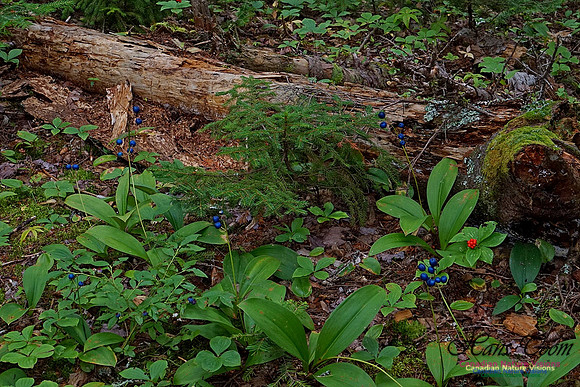 Chignecto National Wildlife Area 2742