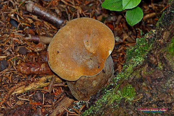Chignecto National Wildlife Area 2745