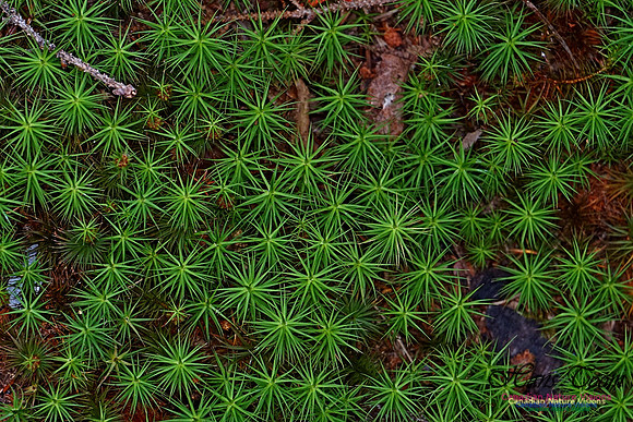 Chignecto National Wildlife Area 2747