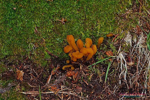 Chignecto National Wildlife Area 2744