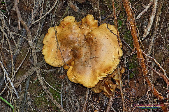 Chignecto National Wildlife Area 2748