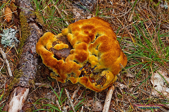 Chignecto National Wildlife Area 2749