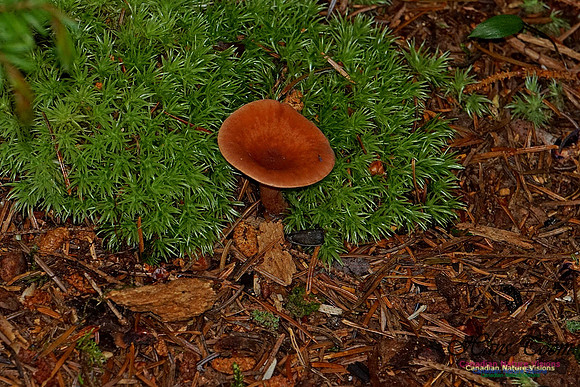 Chignecto National Wildlife Area 2746