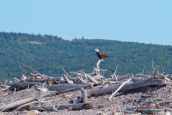 Bald Eagle 2801