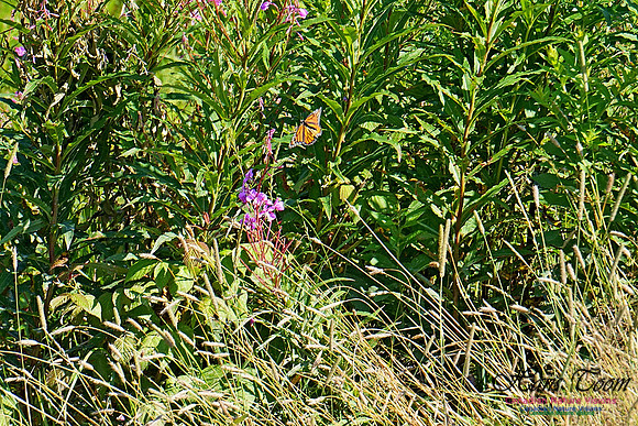 Monarch Butterfly 2801