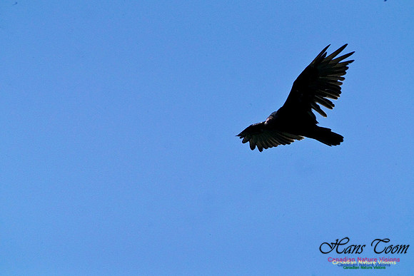 Turkey Vulture 2801