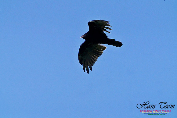 Turkey Vulture 2802