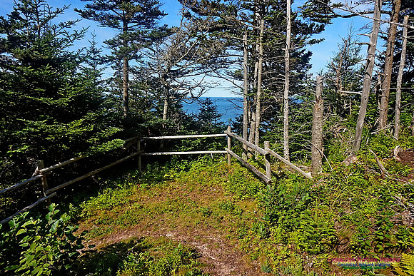 Anderson's Cove Hike 2902