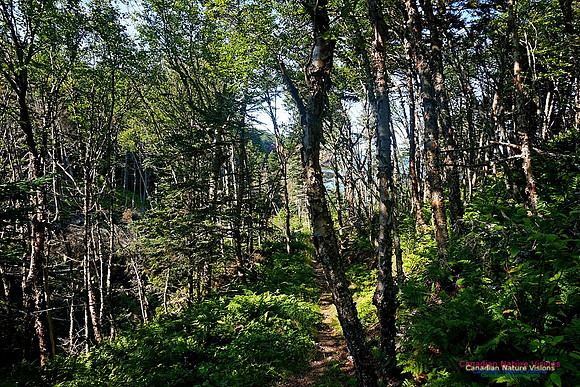 Anerson's Cove Hike 2901