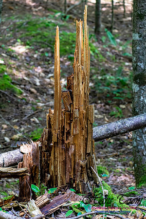 Old Stump 1000