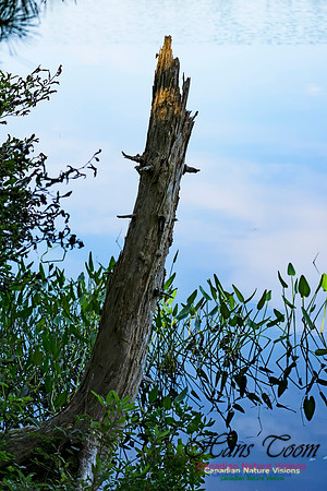 Stump and Pickerel Weed 1000