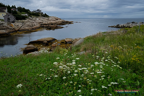 Portuguese Cove 100