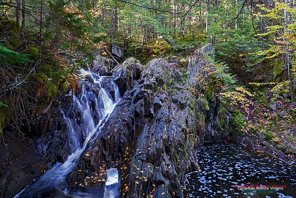 Nuttall Brook Falls 110