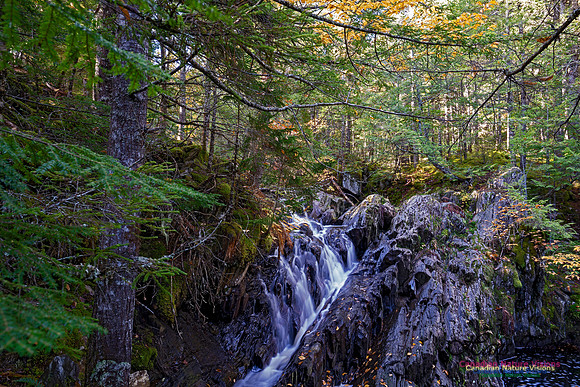 Nuttall Brook Falls 113