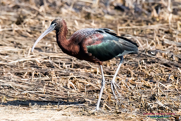 Glossy Ibis