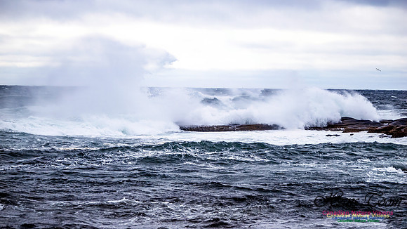 November Gale 1 103