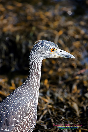 Yellow-crowned Night Heron 4