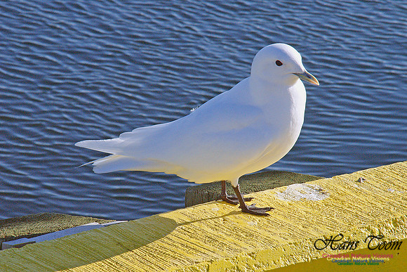 Ivory Gull