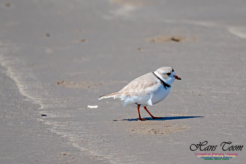 Piping Plover 1