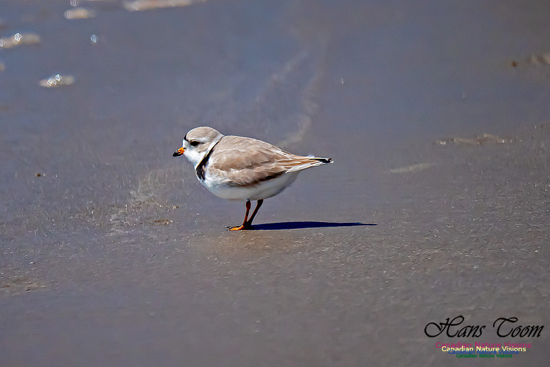 Piping Plover 3