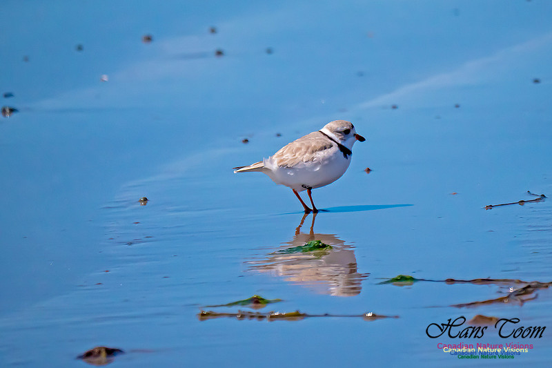 Piping Plover 5