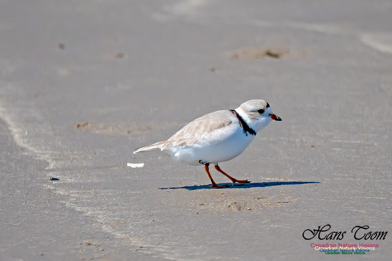 Piping Plover 2
