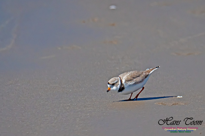 Piping Plover 4
