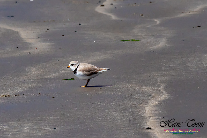 Piping Plover 9