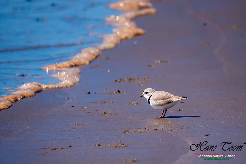 Piping Plover 8