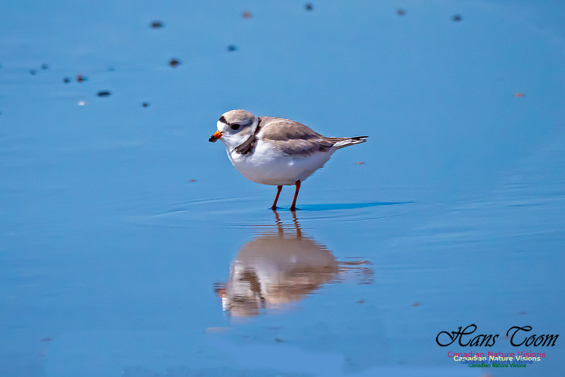 Piping Plover 7