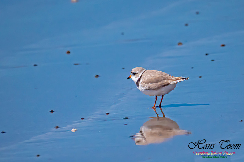 Piping Plover 6