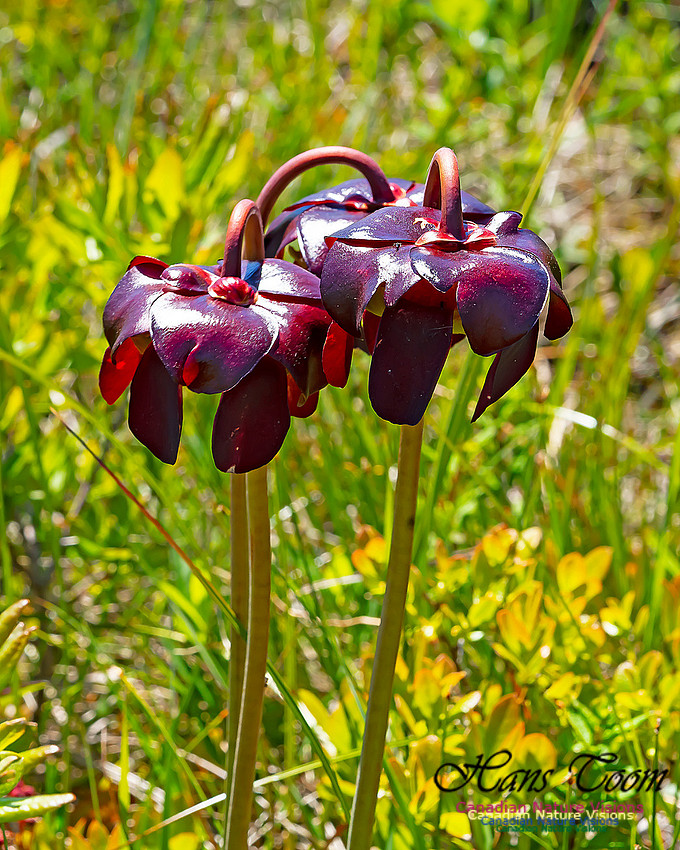 Pitcher Plant 100