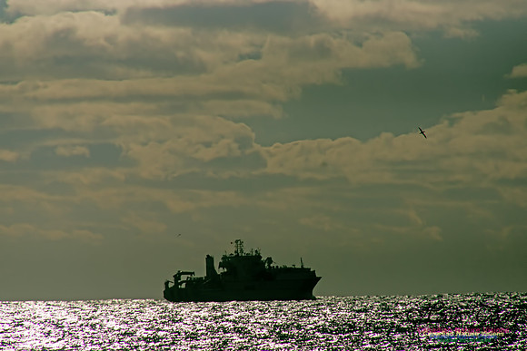 Dependable and Northern Gannet