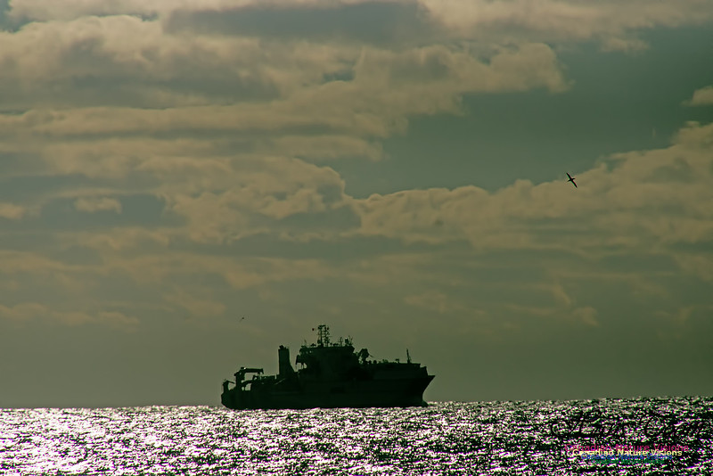 Dependable and Northern Gannet
