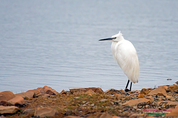 Little Egret