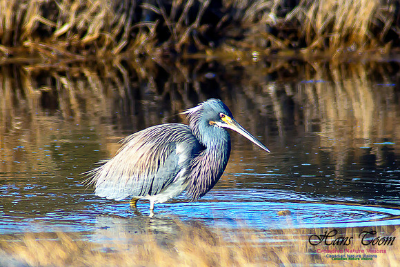 Tricoloured Heron 31