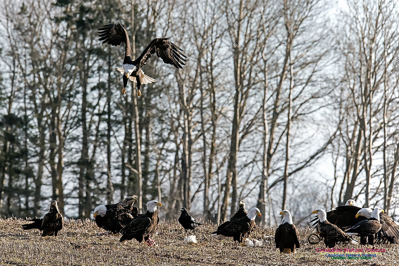 Bald Eagle
